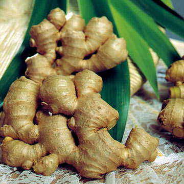 gừng chống say xe