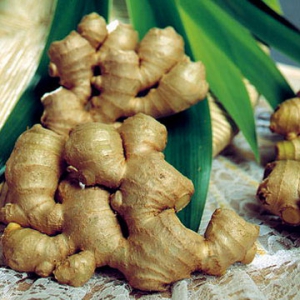 gừng chống say xe
