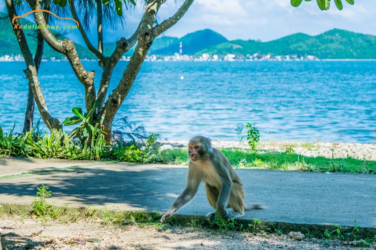 Đảo khỉ Nha Trang