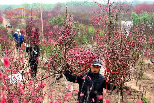 Lịch nghỉ Tết Nguyên Đán 2020