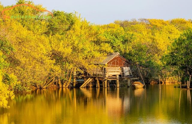 rừng rú chá huế
