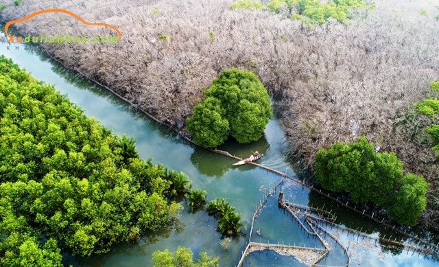 rừng ngập mặn rú chá