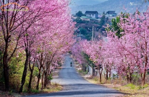 đà nẵng đi đà lạt bao nhiêu km