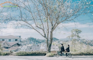 đà nẵng đi đà lạt bao nhiêu km